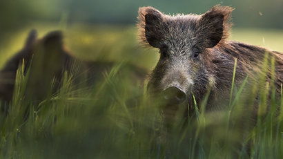 Banner vilt vildsvin