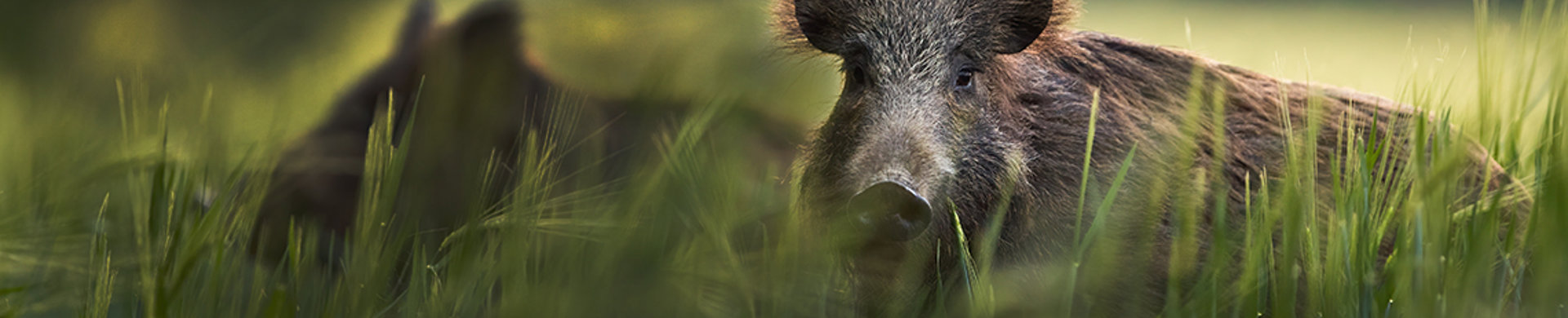 Banner vilt vildsvin