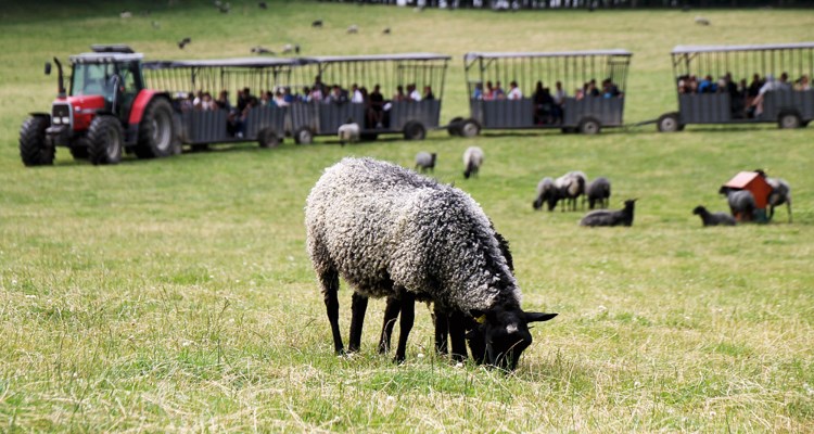 Besök Öströö fårfarm i Halland. Foto: Pressbild