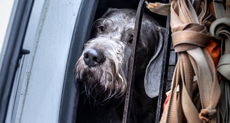 Råd till bilister: Sänk farten, håll ut från hinder på vägen, var observant på vägkanterna och plötsliga rörelser av snabba och väl kamouflerade djur.