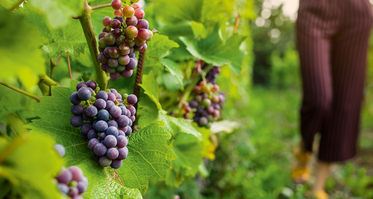 Vindruvor på Arilds vingård i nordvästra Skåne