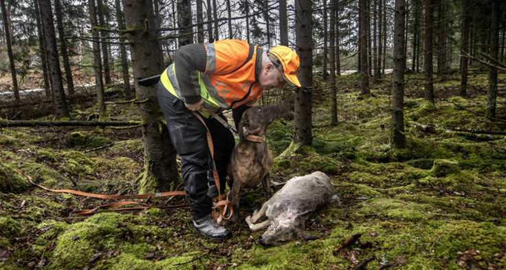 § 40 i jaktförordningen (1987:905) reglerar att ett djur
får avlivas om det är så skadat att det behöver avlivas. Samma förordning
reglerar att förare av motordrivna fordon har skyldighet att anmäla en
olycka med vilt, samt att märka ut platsen för olyckan tydligt.